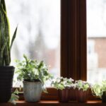 Alerjisi Olanlar İçin Riskli Ve Dostu Bitkiler Hakkında Bilgiler