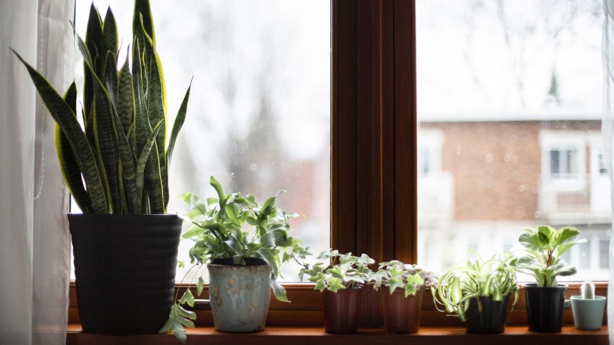 Alerjisi Olanlar İçin Riskli Ve Dostu Bitkiler Hakkında Bilgiler