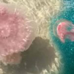 Dev pembe denizanası Meksika Körfezi'nde yeniden ortaya çıktı, panik yersiz görünüyor