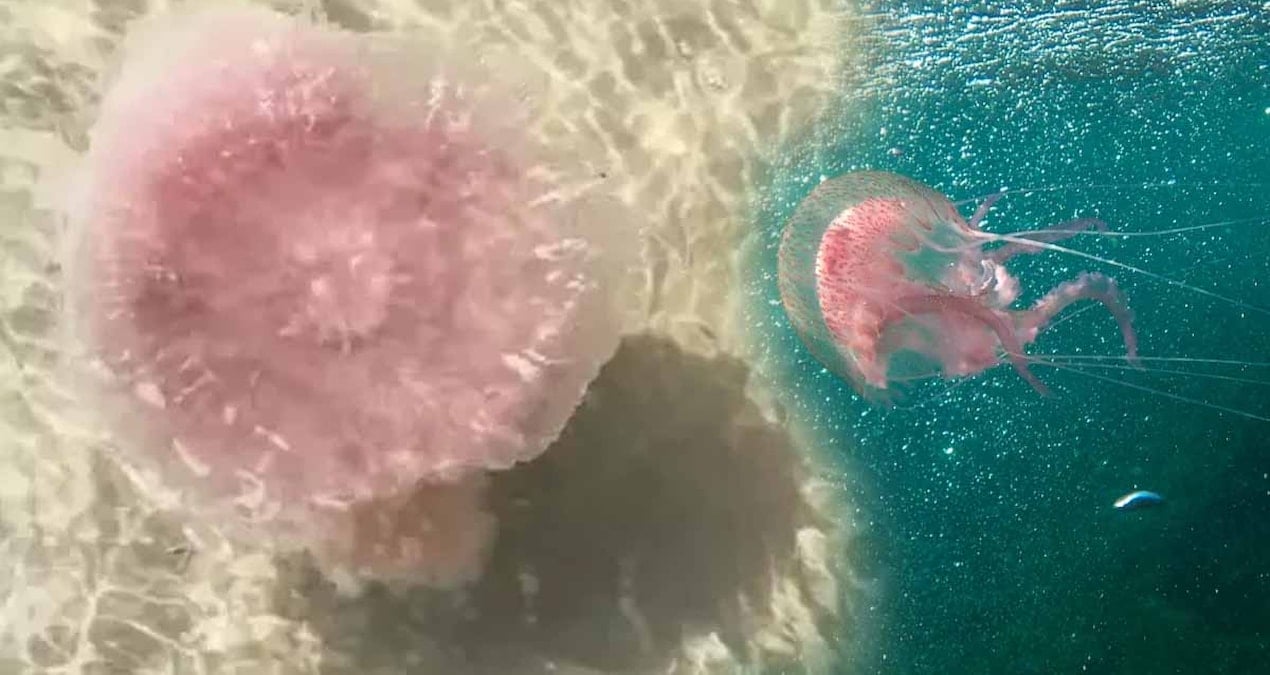 Dev pembe denizanası Meksika Körfezi'nde yeniden ortaya çıktı, panik yersiz görünüyor
