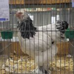 Elazığ'da Süs Tavukları ve Bahçe Hayvanları Yarışması Düzenlendi