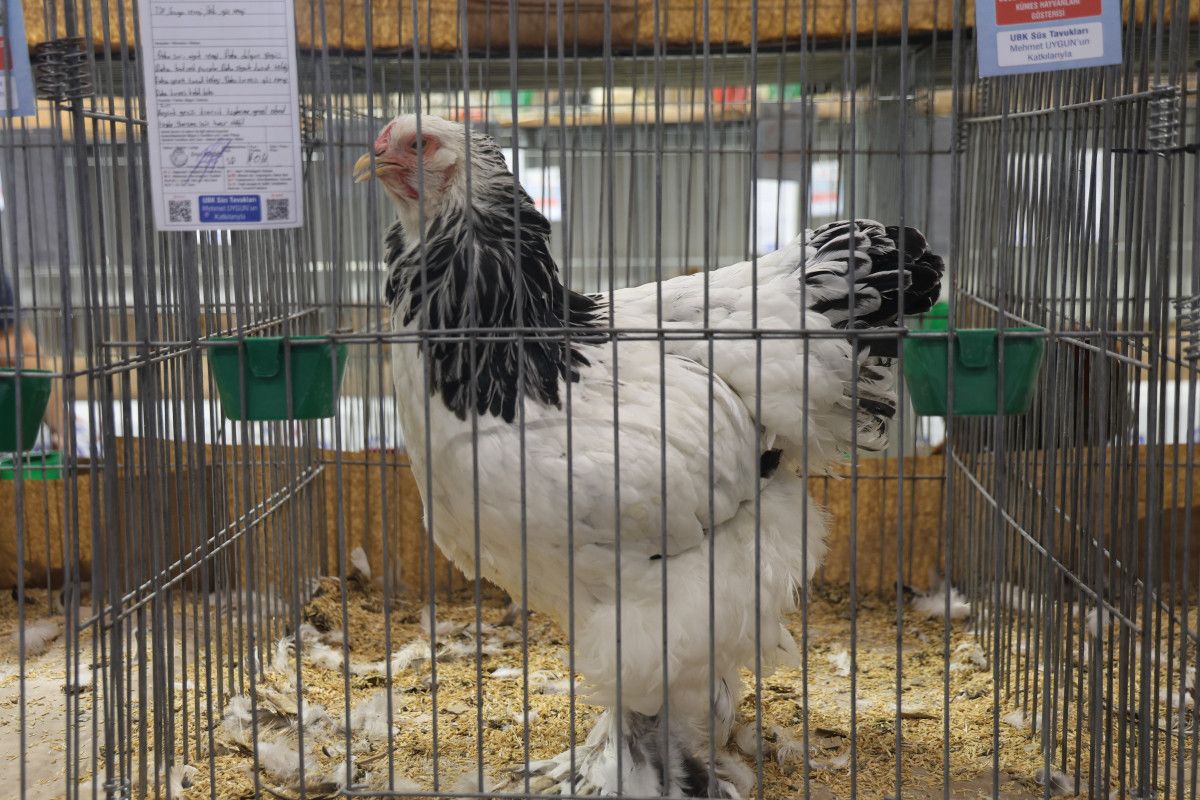 Elazığ'da Süs Tavukları ve Bahçe Hayvanları Yarışması Düzenlendi