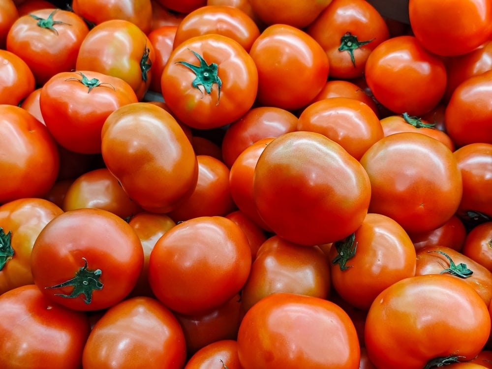 Genetiği değiştirilmiş domatesler D vitamini içeriğiyle çorba testinde yer alacak