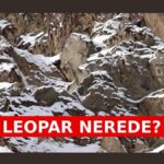 Gizli leoparı bulabilir misiniz? Yeni optik illüzyon zihinleri zorluyor