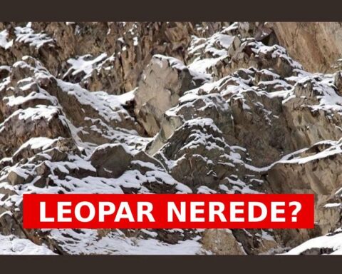 Gizli leoparı bulabilir misiniz? Yeni optik illüzyon zihinleri zorluyor