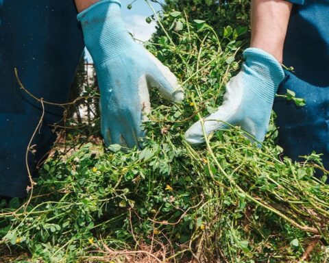 Hampshire'da Bahçede Bulunan 70 Altın Sikke Çiftin Servetini Değiştirecek