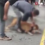 İstanbul'da Ağızlıksız Pitbull'un Saldırısı Üzerine Tartışmalar Artıyor