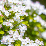 Karaçalı ve Alıç Ağaçlarının Tarihi: Eski İnanışlar ve Gelenekler