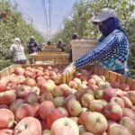 Kayseri’de Elma Üreticileri Don Tehlikesinden Korunmanın Yolu Olarak Spring Su Yöntemini Kullandı