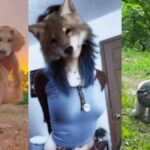 Köpek Olma Fikri Kadınlar Arasında Yaygınlaşıyor