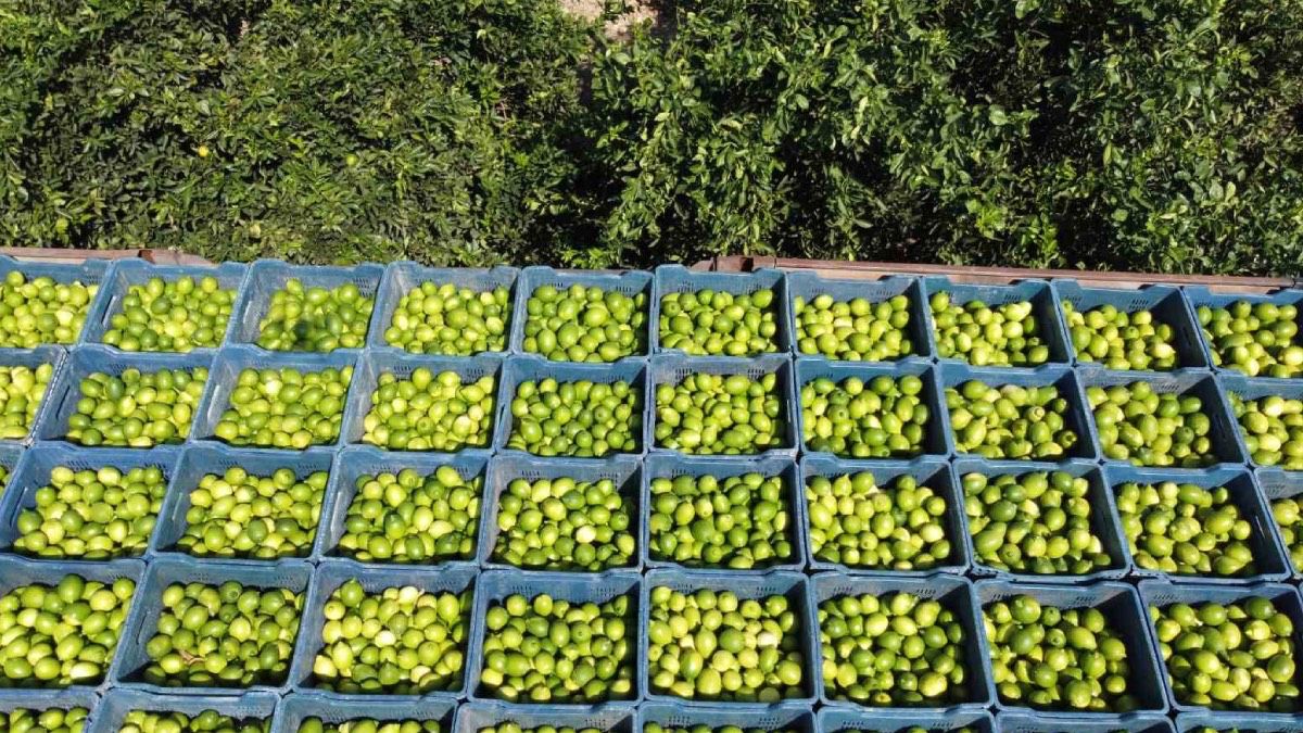 Limon Hasadı Başladı, Avrupa’dan Yoğun Talep ile Fiyatlar Yükseliyor