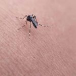 Portekiz'de Dang Humması Taşıyan Sivrisineklerin Yayılma Riskine Dikkat Çekiliyor