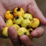 Üvez meyvesinin nadirliği ve sağlık faydalarıyla fiyatı 600 TL'ye ulaşıyor