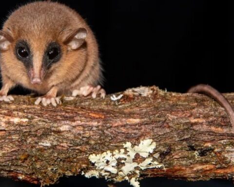 Yeni Tür Marmosa chachapoya, Bulut Ormanı'nda Keşfedildi