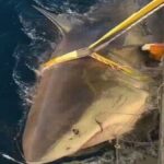 750 Kilogram Ağırlığında Dev Beyaz Köpekbalığı Kanada Sularında İzleniyor