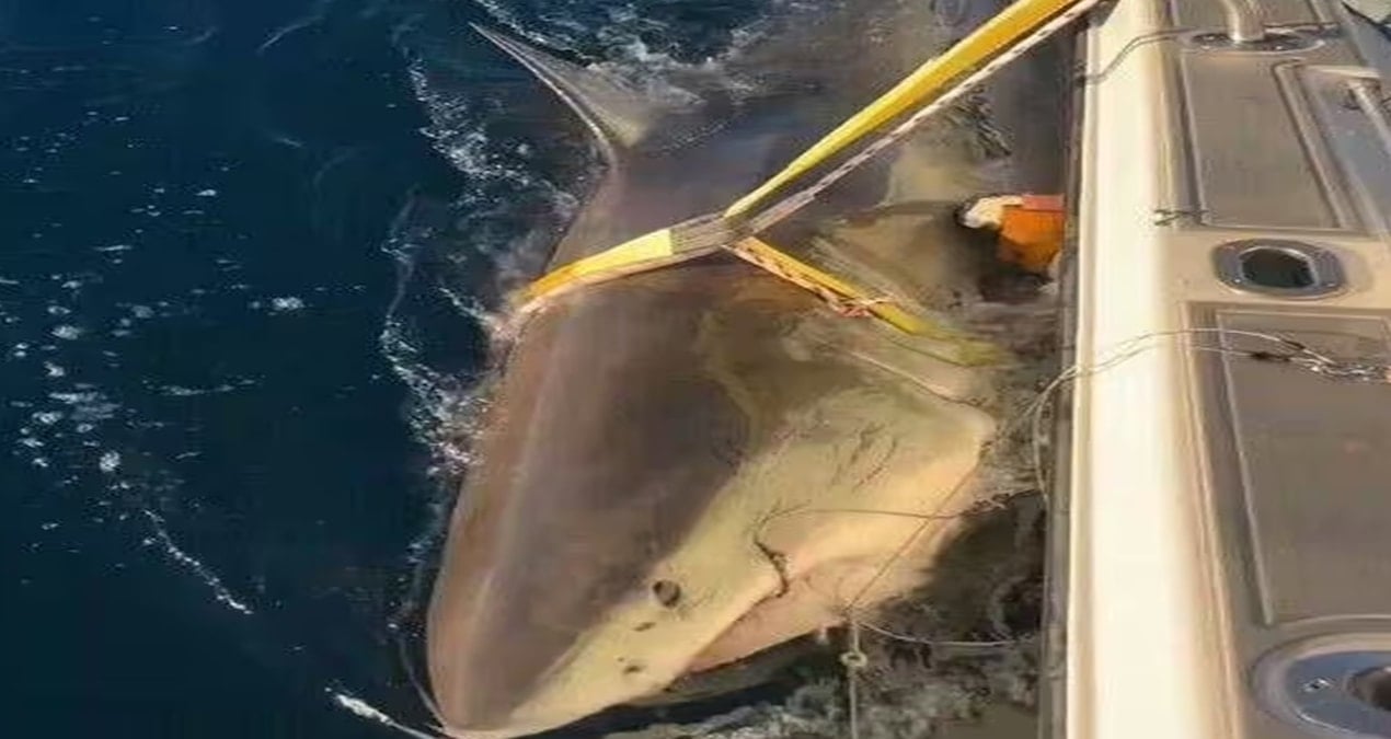 750 Kilogram Ağırlığında Dev Beyaz Köpekbalığı Kanada Sularında İzleniyor