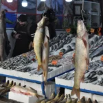Rusya’da Balık Fiyatları Yüzde 30 Arttı