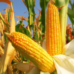 Ukrayna mısırı Avrupa’nın gıda ve lojistik istikrarının temel direği