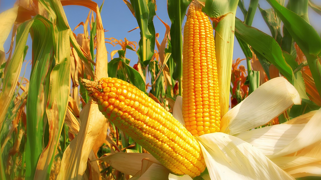 Ukrayna mısırı Avrupa’nın gıda ve lojistik istikrarının temel direği