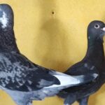 Adana'da Kayıp Güvercinler İçin Ödül 100 Bin Lira'ya Yükseldi