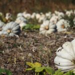 Afyonkarahisar'da Balkabağı Hasadı Başladı, Üreticinin Yüzü Güldü
