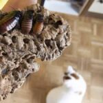 Alev püskürtme yöntemiyle hamam böceğini öldürmek isteyen genç kadının deneyi felakete yol açtı