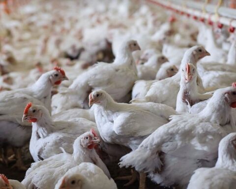 Almanya'da Kuş Gribi Salgını Nedeniyle 180 Binden Fazla Kümes Hayvanı İtlaf Edildi
