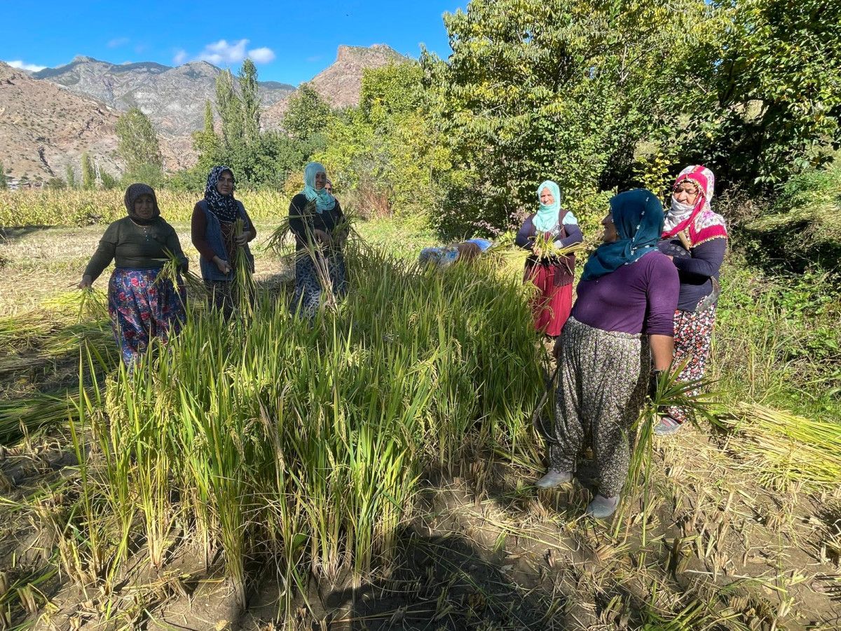 Artvin'de geleneksel yöntemlerle zorlu çeltik hasadı devam ediyor
