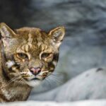 Asya altın kedisi: Eşsiz Avcı Tehditlerle Mücadele Ediyor