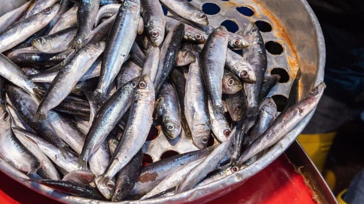 Balık Temizlemede Hız ve Hijyen İçin Pratik Yöntemler