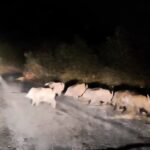 Bitlis'te seyir halindeki araca domuz sürüsü çıktı