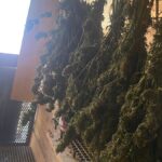 Bursa'da Güvercin Kümesinde Gizlenmiş Uyuşturucu Ele Geçirildi