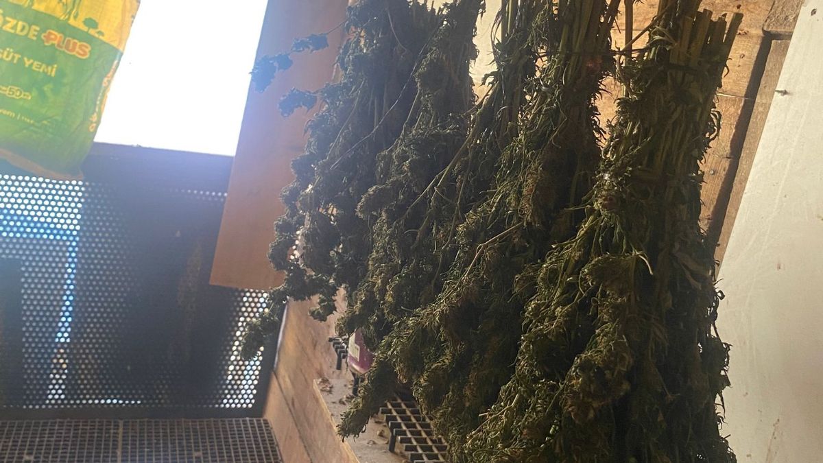 Bursa'da Güvercin Kümesinde Gizlenmiş Uyuşturucu Ele Geçirildi