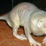 Çıplak köstebek fareleri, uzun yaşamın sırlarını keşfettiriyor