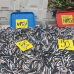 Edirne'de hamsinin kilosu 50 liraya düştü, balıkçılar ve vatandaşlar mutlu