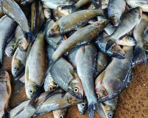 Eğitim Projesiyle İstilacı Balıklar, Yiyici Kuşların Besin Kaynağı Oluyor