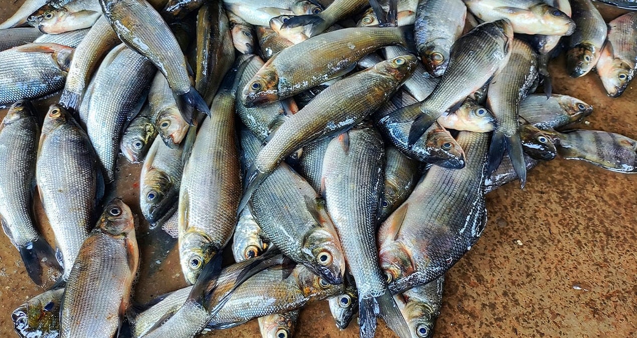 Eğitim Projesiyle İstilacı Balıklar, Yiyici Kuşların Besin Kaynağı Oluyor