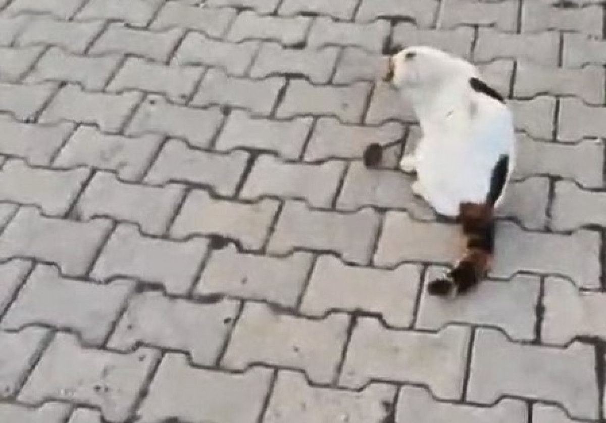 Elazığ'da Kedinın Fare ile Oynadığı Anlar Kameralara Yansıdı
