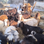 Et ve yem fiyatları yükseliyor, besiciler zor durumda