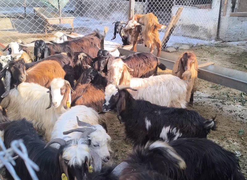 Et ve yem fiyatları yükseliyor, besiciler zor durumda