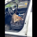 Gezginin Aracındaki Hayvanı Şaşkınlıkla Paylaştığı Viral Video Yorum Yağmuruna Tutuldu