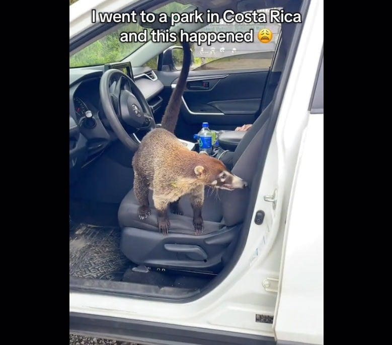 Gezginin Aracındaki Hayvanı Şaşkınlıkla Paylaştığı Viral Video Yorum Yağmuruna Tutuldu