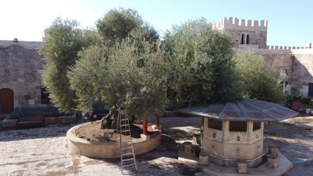 Hatay'daki 1358 yıllık Zeytin Ağacı'nda Hasat Sevinci