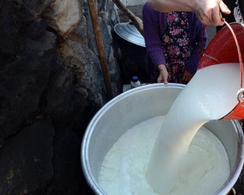 İnek sütü üretimi ağustosta düştü, içme sütü üretiminde artış devam ediyor