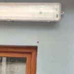 İstanbul'da kahverengi kokarcaya karşı 3 yıllık mücadele planı hazırlanıyor