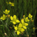 Kaliforniya'da Nadir Bir Bitki 70 Yıl Sonra Yeniden Keşfedildi