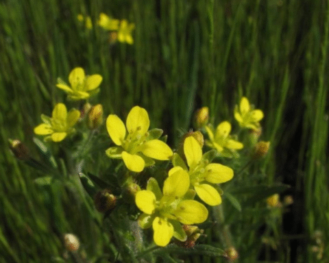 Kaliforniya'da Nadir Bir Bitki 70 Yıl Sonra Yeniden Keşfedildi
