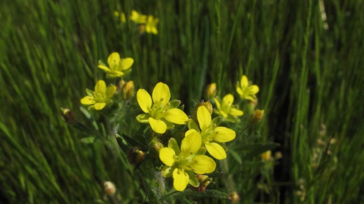 Kaliforniya'da Nadir Bir Bitki 70 Yıl Sonra Yeniden Keşfedildi