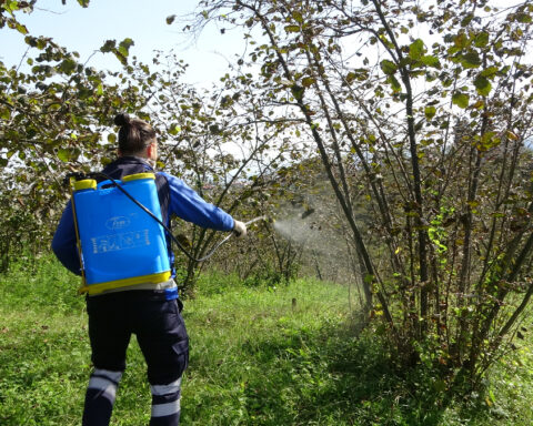 Karadeniz’de Tarımsal Üretimi Tehdit Eden Kahverengi Kokarca İçin Mücadele Başlatıldı