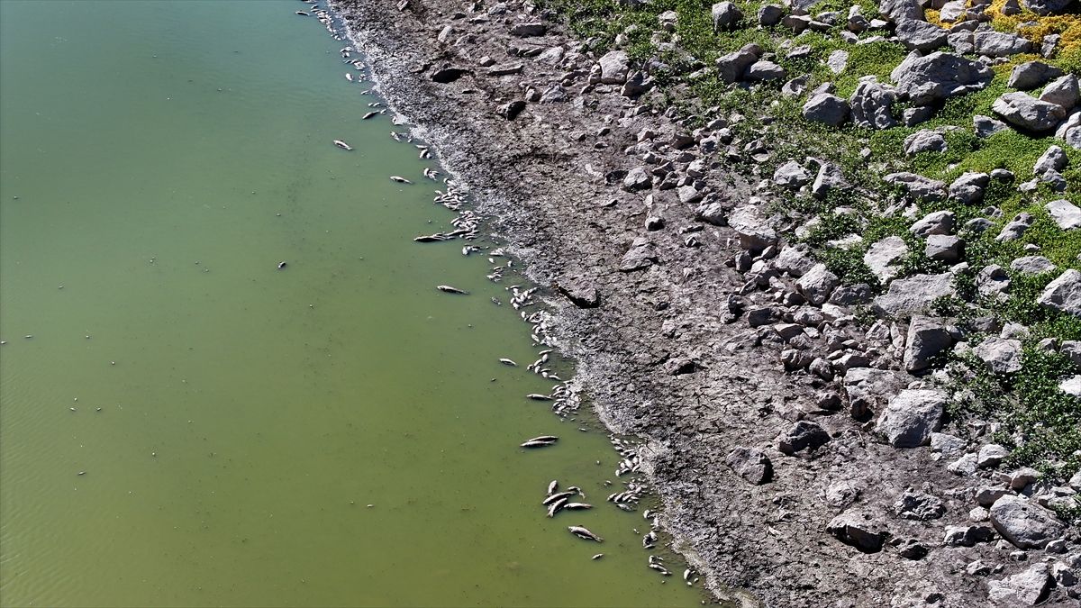 Kayseri'de Tozlu Göleti'nde Balık Ölümleri Korkuttu